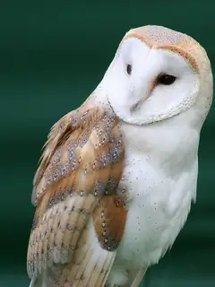 Facial disc