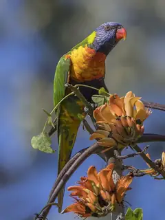 Parrot