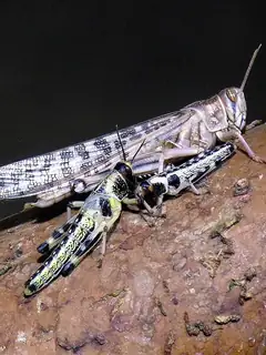 Nymphe