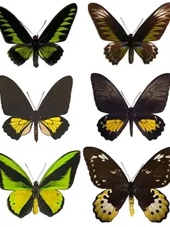 Birdwing