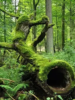 Białowieża Forest