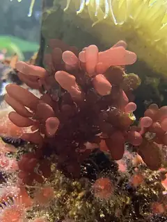 Red algae