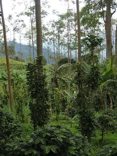 Sustainable agriculture