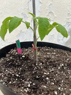 Horticulture
