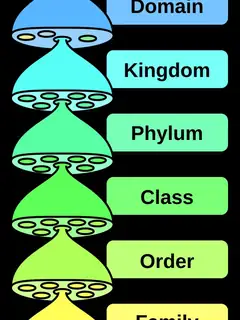 Species