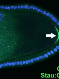 Cell polarity