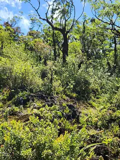 Shrubland