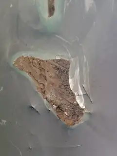 Kharg Island