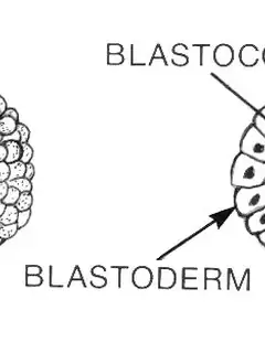 Blastulation