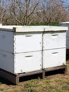 Beehive