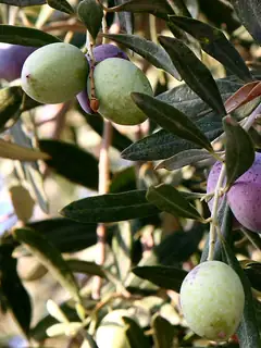 Olive