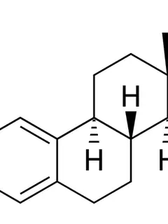 Estrogen
