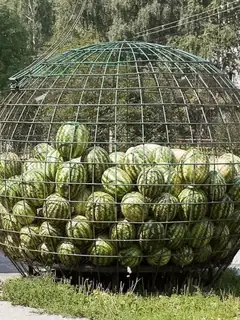 Cage