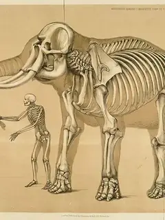 Comparative foot morphology