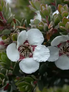 Leptospermum lanigerum