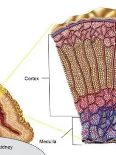 Adrenal gland