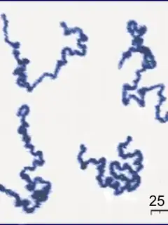 Polymer