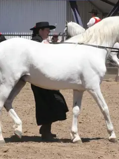 Andalusian horse
