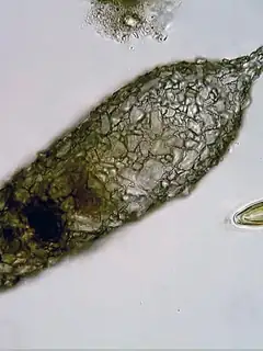 Testate amoebae