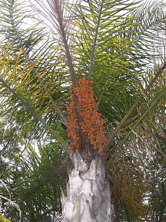 Syagrus