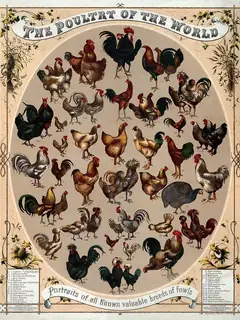 Poultry