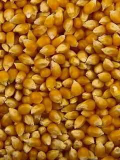 Popcorn