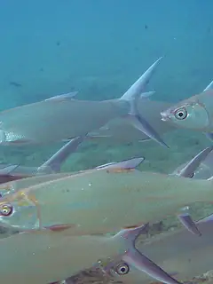 Milkfish