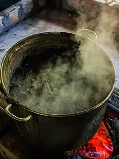 Ayahuasca