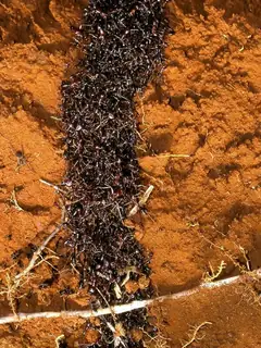 Army ant