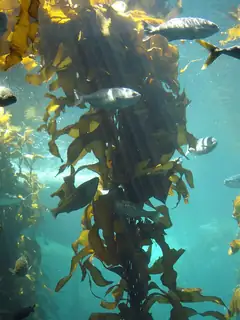 Brown algae