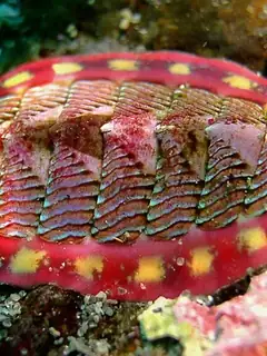Chiton