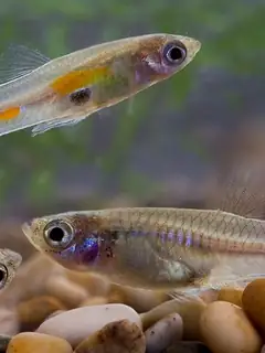 Guppy