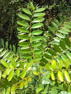 Simarouba glauca
