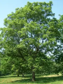 Juglans major