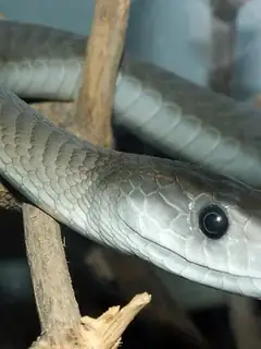 Black mamba