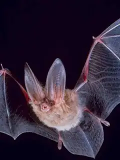 Bat