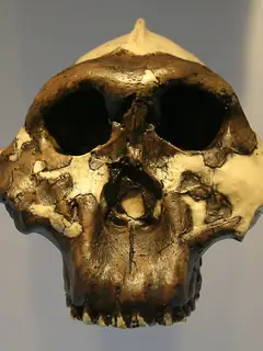 Paranthropus