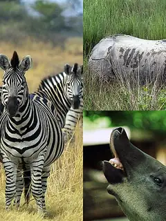 Perissodactyla