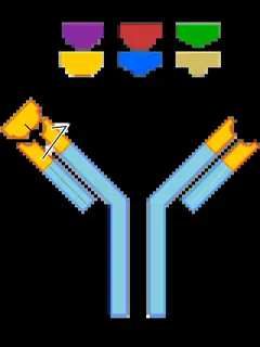 Antibody