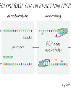 Polymerase chain reaction
