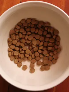 Dog food