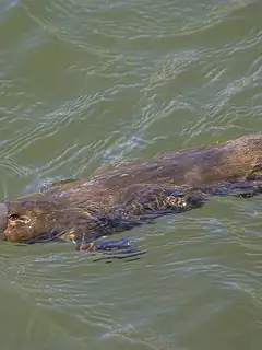 Platypus