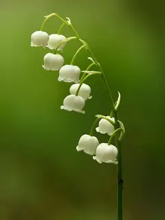 Lily of the valley