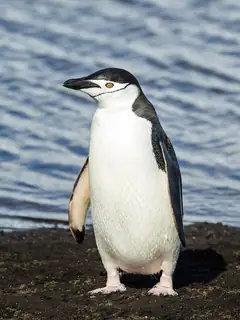Penguin