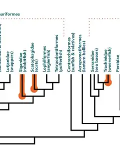Phylogenetics