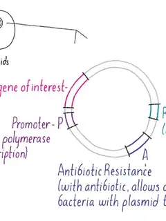 Plasmid