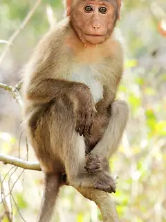 Macaque