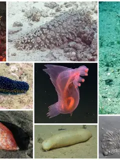 Sea cucumber