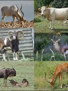 Bovidae