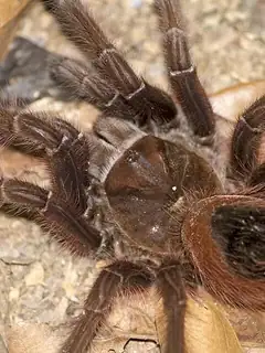 Theraphosa apophysis